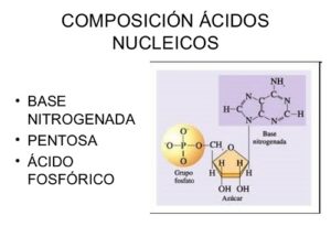 Composición de los nucleótidos y sus funciones