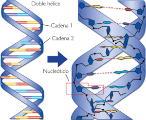 Estructura de los ácidos nucleicos.