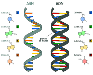 Tipos de ácidos nucleicos y sus funciones
