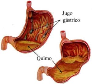 Cómo actúa el ácido gástrico en la digestión