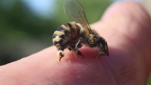 ácido fórmico en su forma natural. abejas