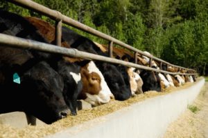 aplicaciones del ácido fórmico. ganaderia