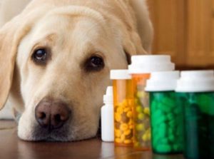 empleo de ácidos fuertes Fármacos veterinarios