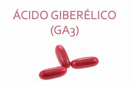 ácido giberélico